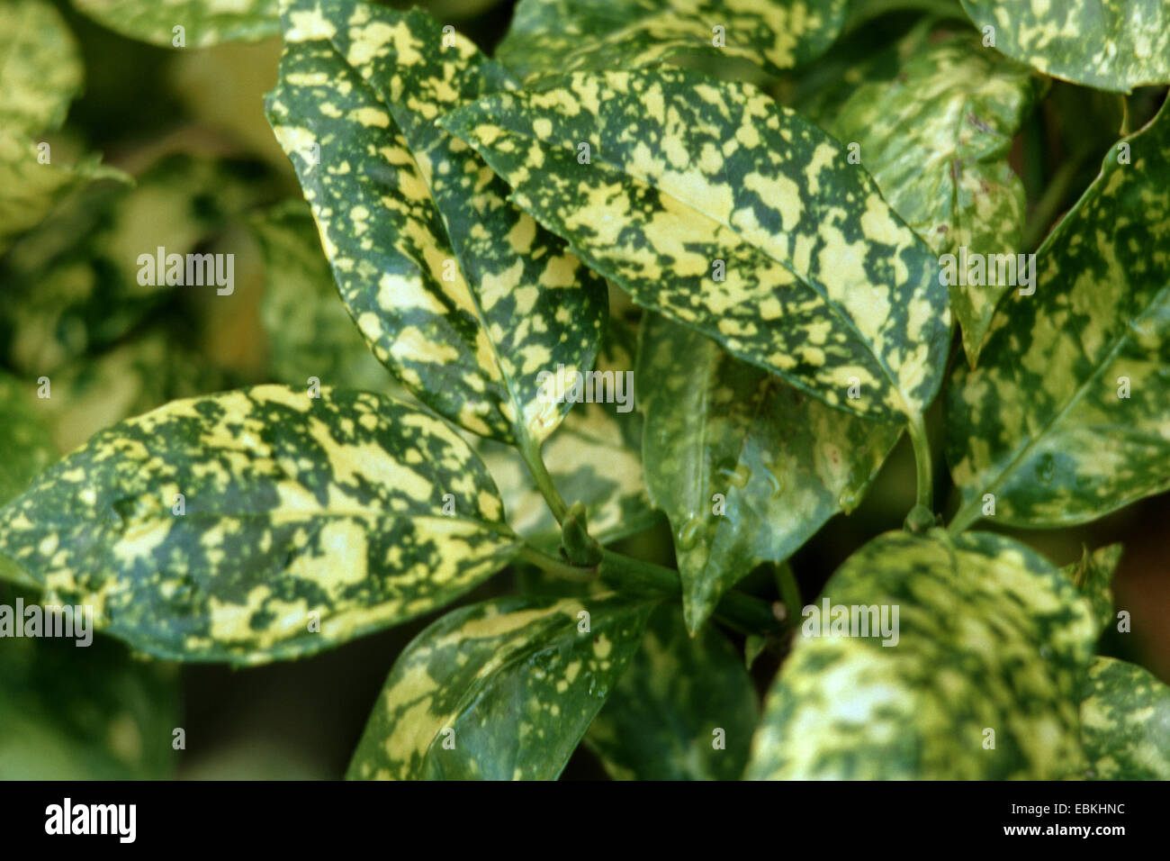 Aucuba japonica 'crotonifolia' hi-res stock photography and images - Alamy