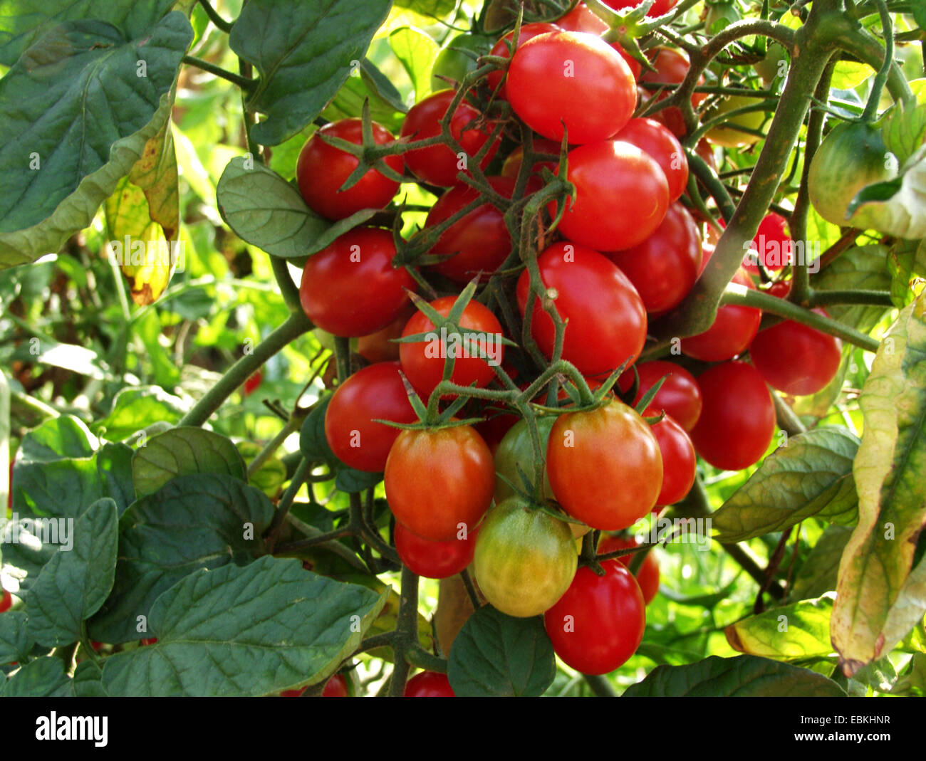 tomato (Lycopersicon lycopersicum), tomatoes at the plant Stock Photo
