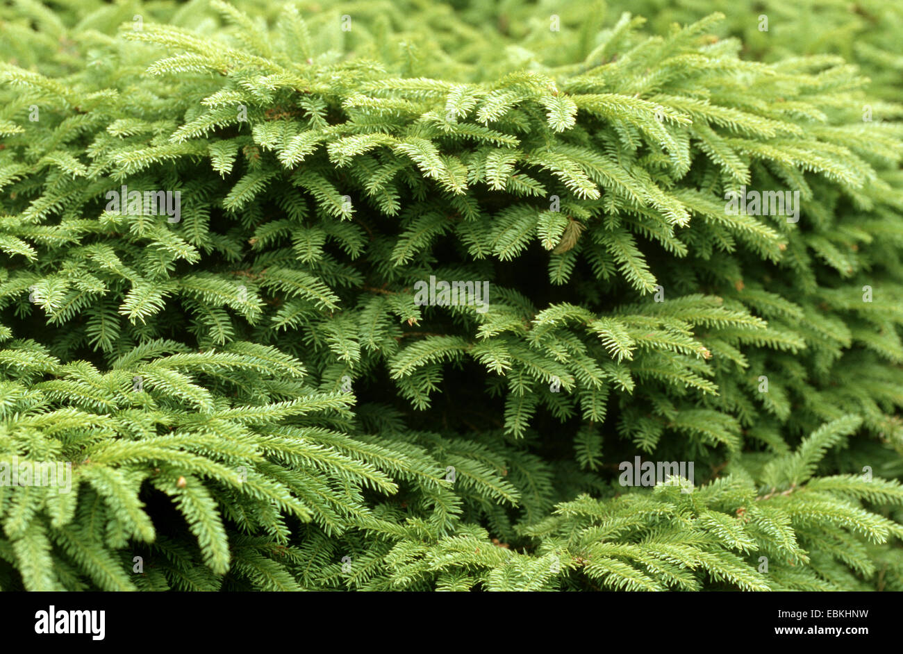 Norway spruce (Picea abies 'Nidiformis', Picea abies Nidiformis), branches Stock Photo