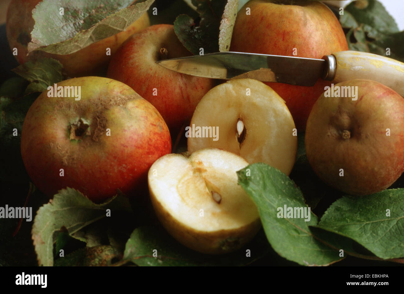 apple (Malus domestica 'Holsteiner Cox', Malus domestica Holsteiner Cox), apples of the cultivar Holsteiner cox Stock Photo