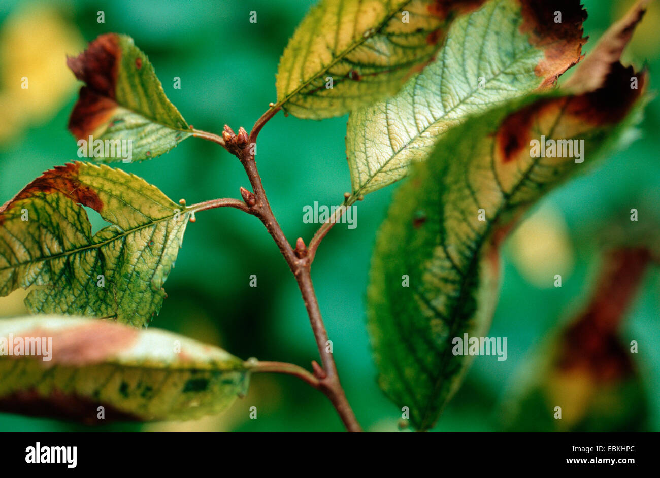 Apiognomonia erythrostoma (Apiognomonia erythrostoma, Gnomonia erythrostoma), demage on leaves of Prunus 'Accolade' Stock Photo