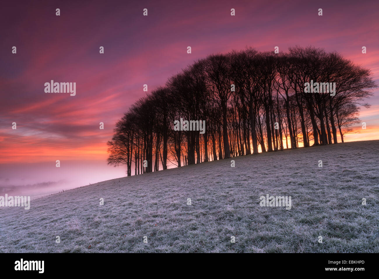 A beautiful fiery red sunrise on a frosty winter morning over a small copse of Beech trees on a hill near Lifton in Devon Stock Photo