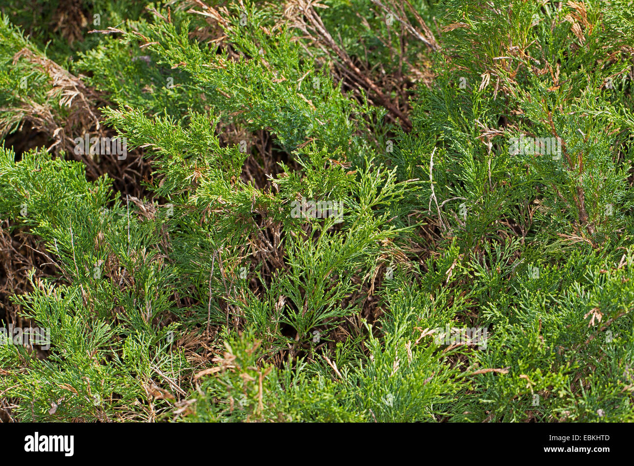 Savin Juniper, Savin (Juniperus sabina), branches, Germany Stock Photo