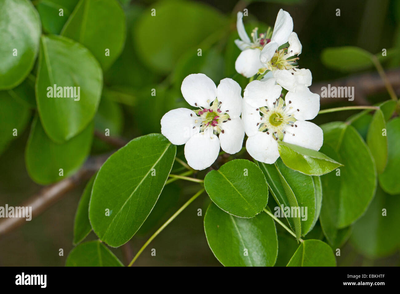 European Wild Pear (Pyrus pyraster), blooming branch, Germany Stock Photo
