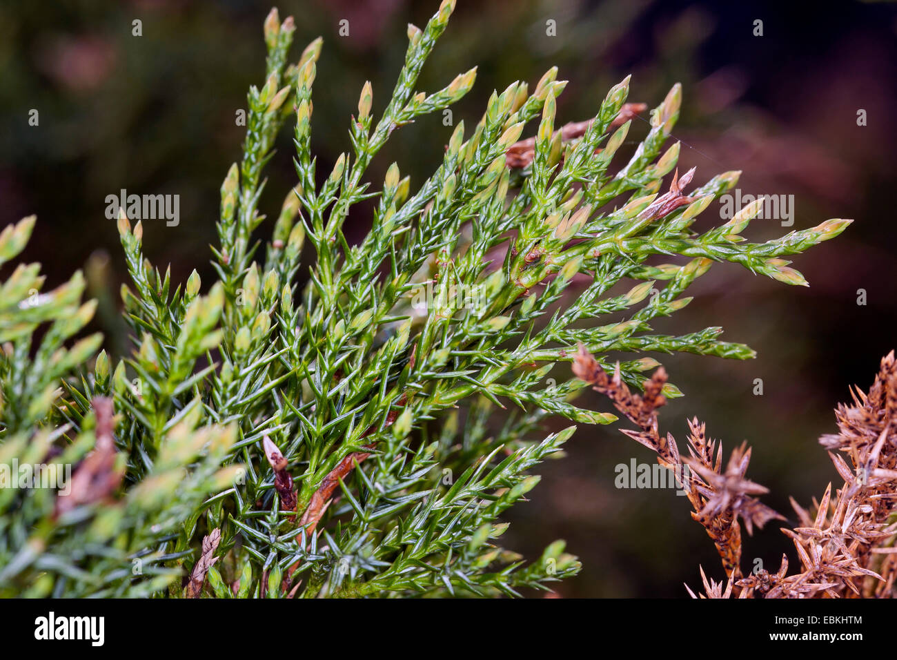 Savin Juniper, Savin (Juniperus sabina), branch, Germany Stock Photo