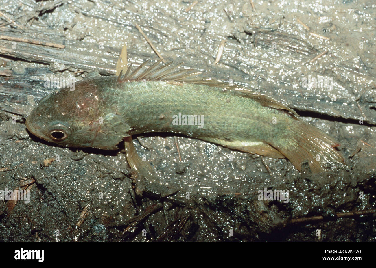 climbing gourami fish