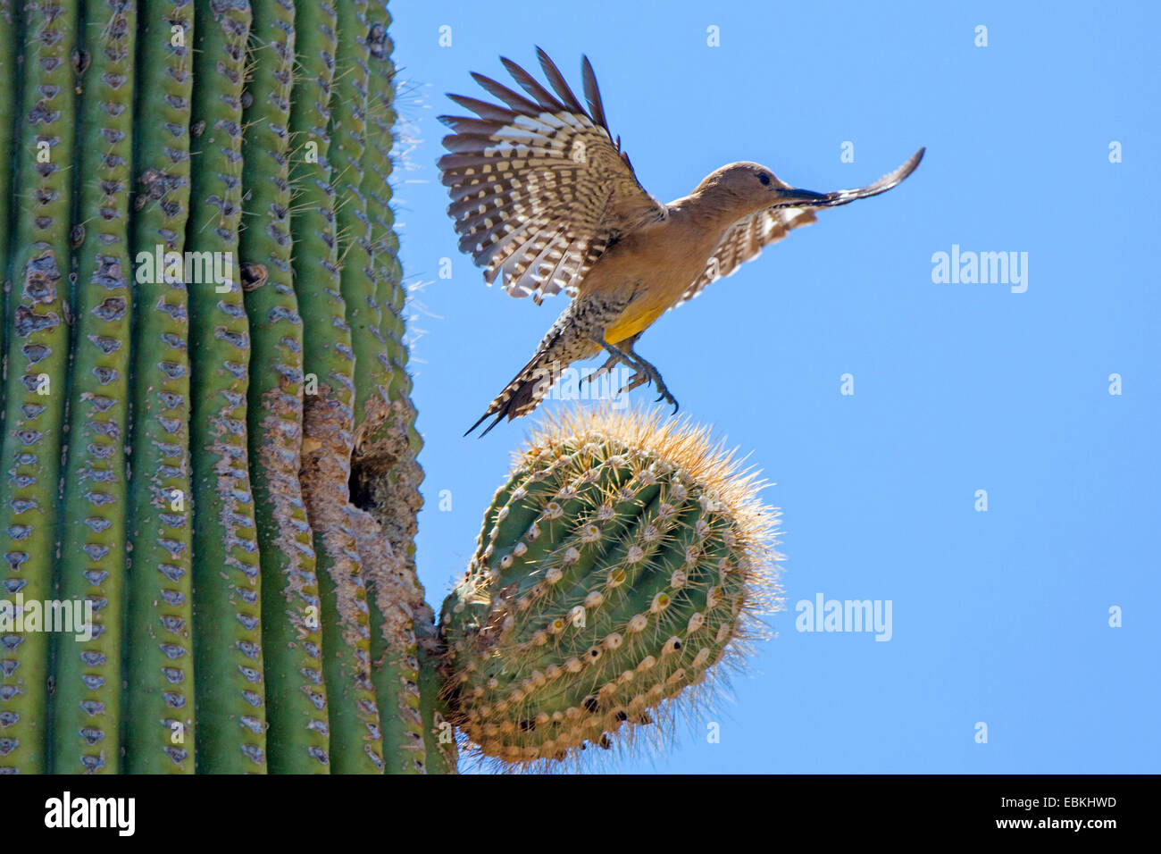 gila woodpecker (Melanerpes uropygialis), flying out of the breeding cave in a Saguaro, USA, Arizona, Phoenix Stock Photo