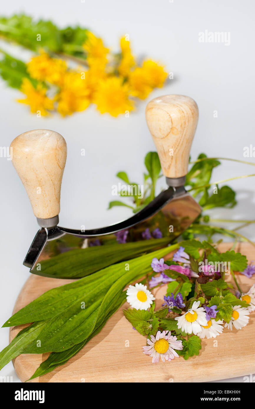 edible wild herbs are cut with a chopper, 1 5 Stock Photo
