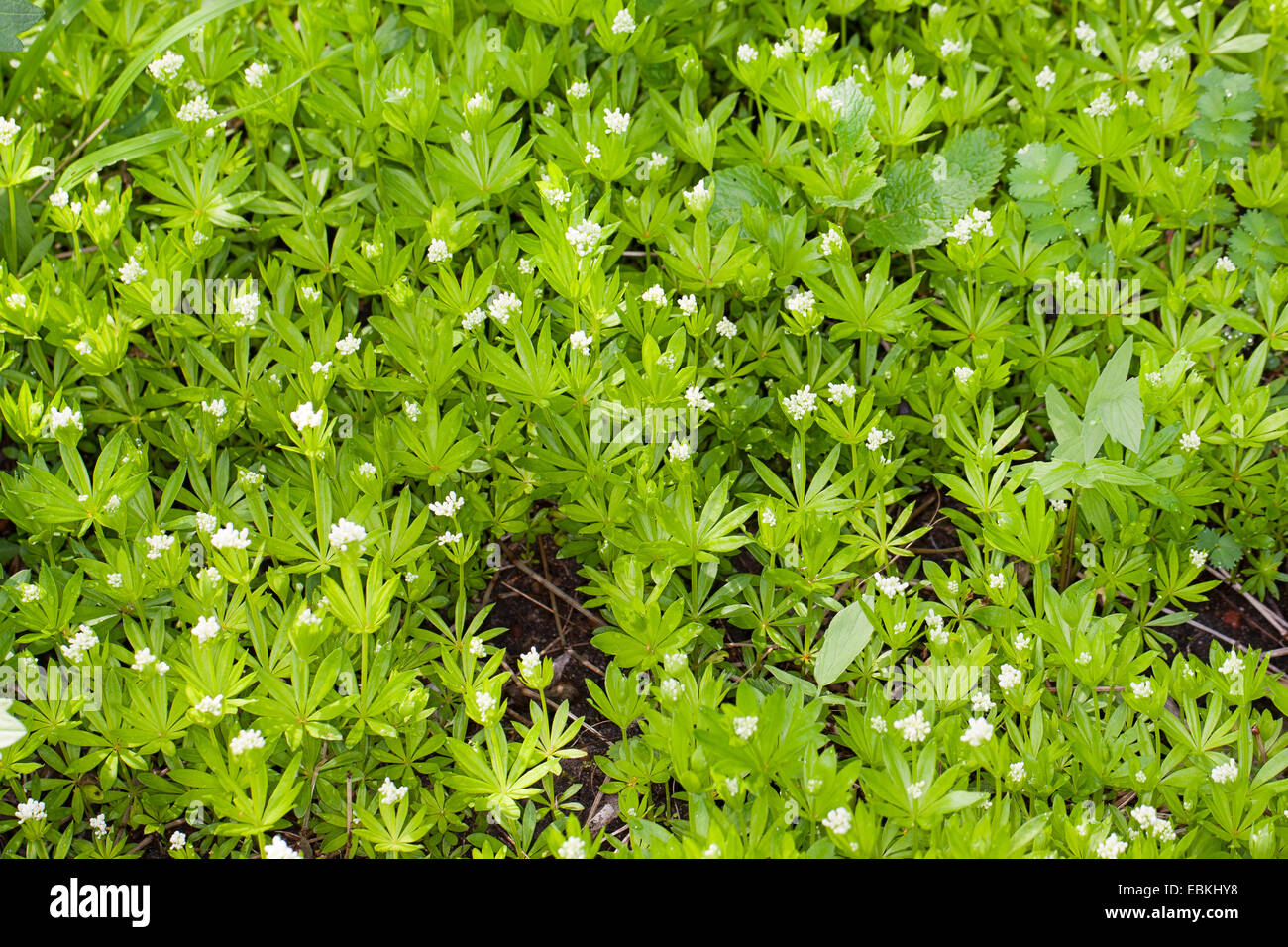 sweet woodruff (Galium odoratum), blooming, Germany Stock Photo Alamy
