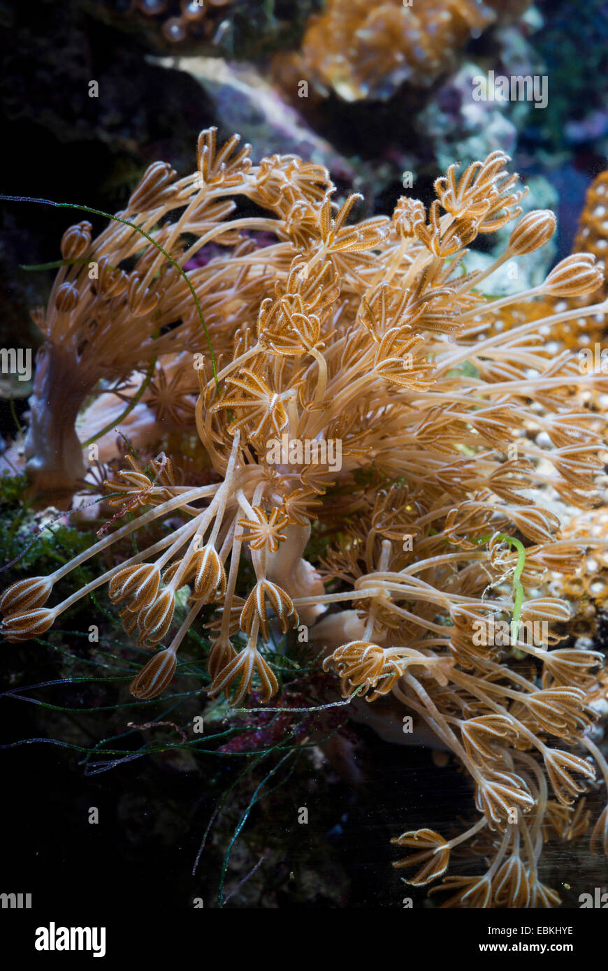 Pulse Coral (Xenia elongata), lateral view Stock Photo