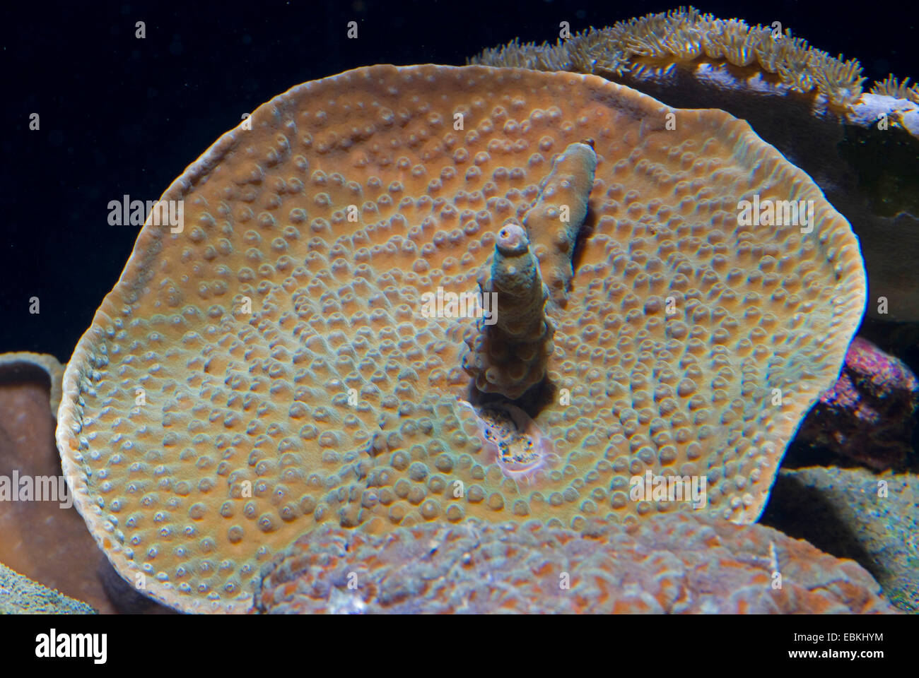 Folded lettuce coral, Scroll coral, Twisted lettuce coral (Turbinaria mesenterina), top view Stock Photo