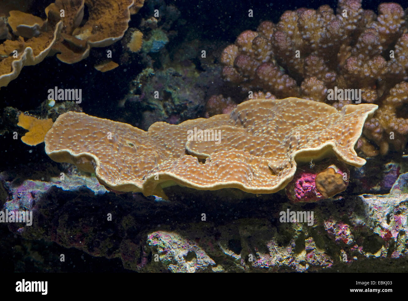 Folded lettuce coral, Scroll coral, Twisted lettuce coral (Turbinaria mesenterina), lateral view Stock Photo