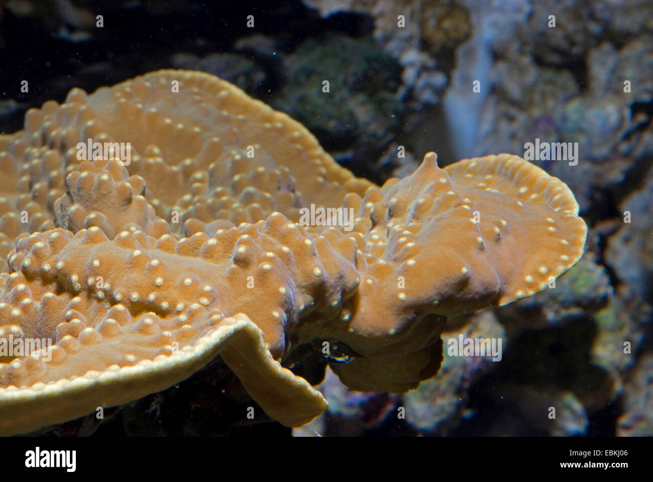 Folded lettuce coral, Scroll coral, Twisted lettuce coral (Turbinaria mesenterina), lateral view Stock Photo