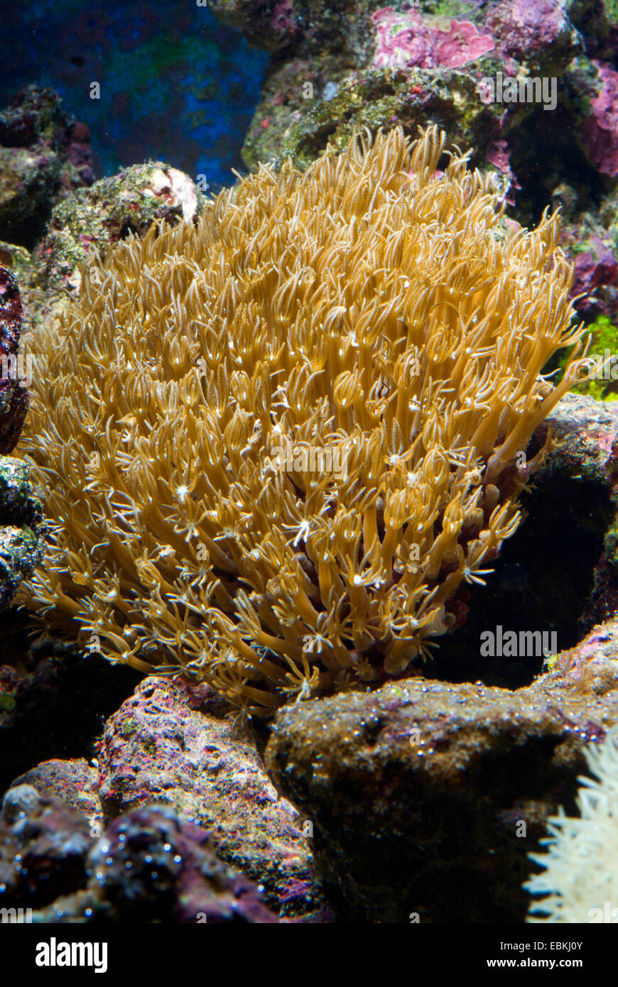 Organpipe coral, coral, Pipe Organ (Tubipora musica