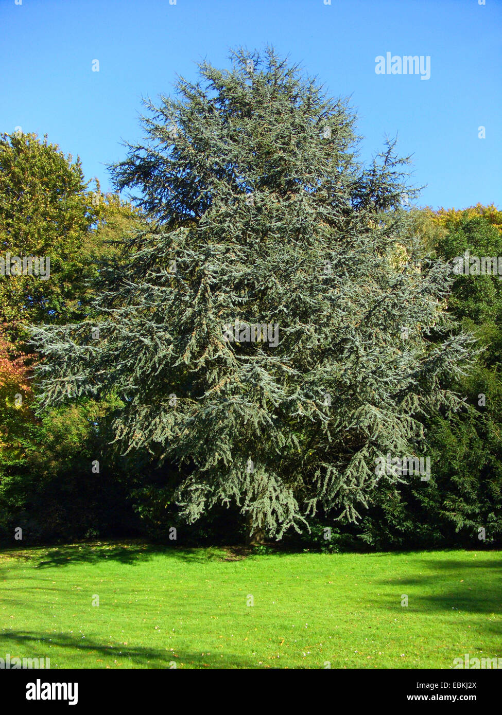 Blue cedar (Cedrus atlantica 'Glauca', Cedrus atlantica Glauca), Glauca, single tree in a park Stock Photo