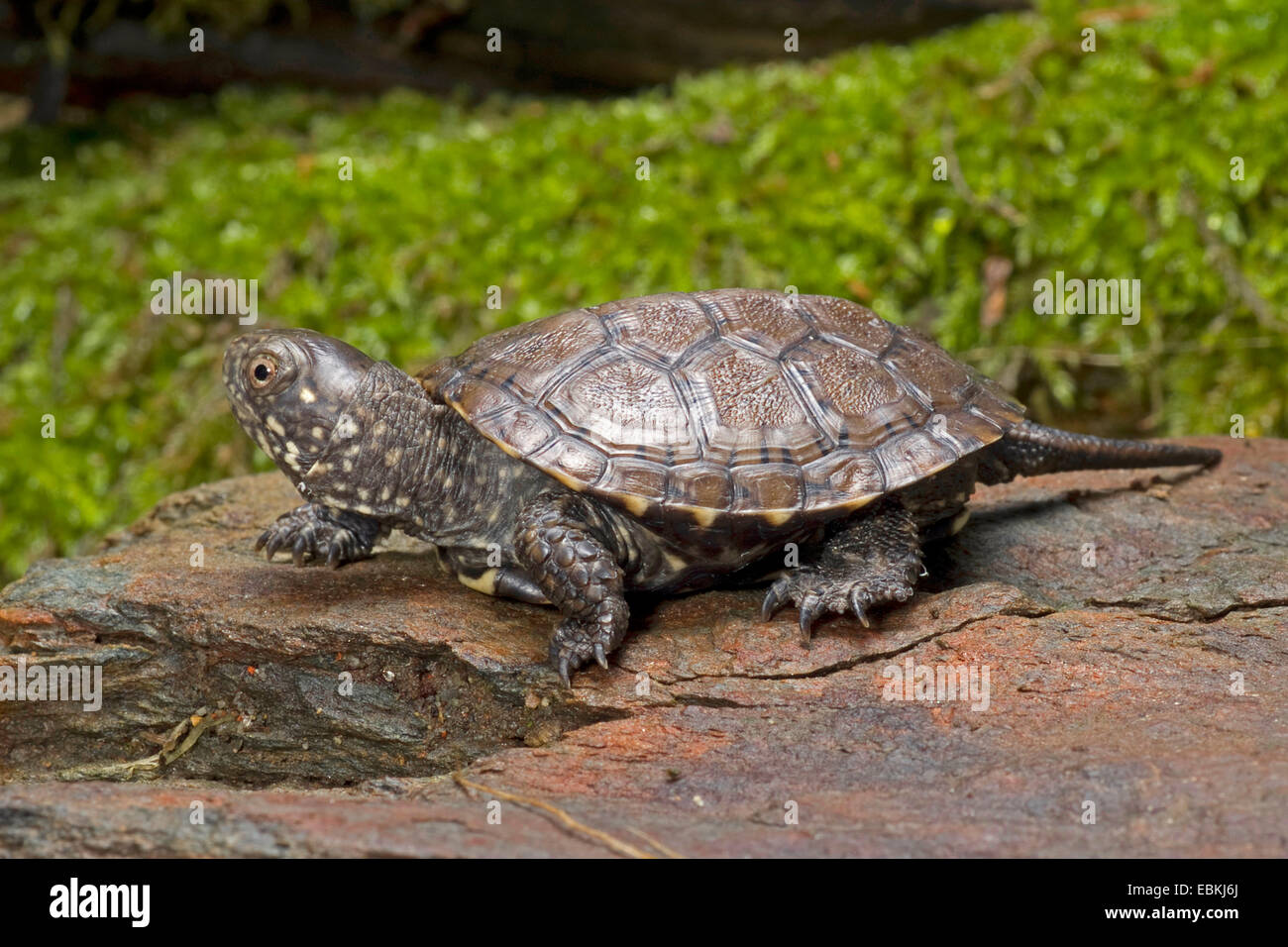 European pond terrapin, European pond turtle, European pond tortoise (Emys orbicularis), young European pond terrapin Stock Photo