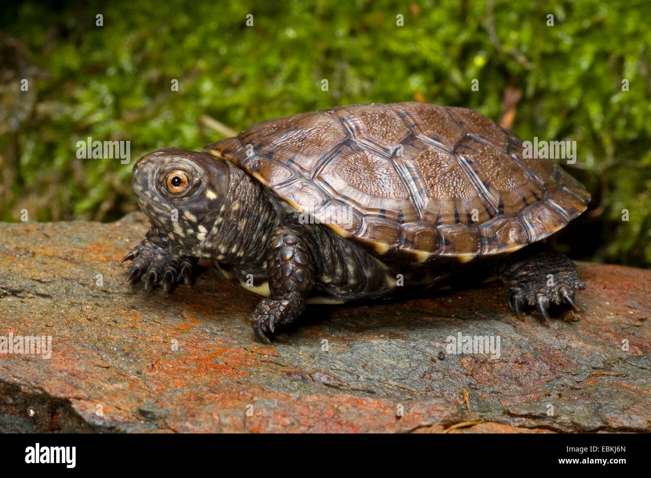 European pond terrapin, European pond turtle, European pond tortoise (Emys orbicularis), young European pond terrapin Stock Photo
