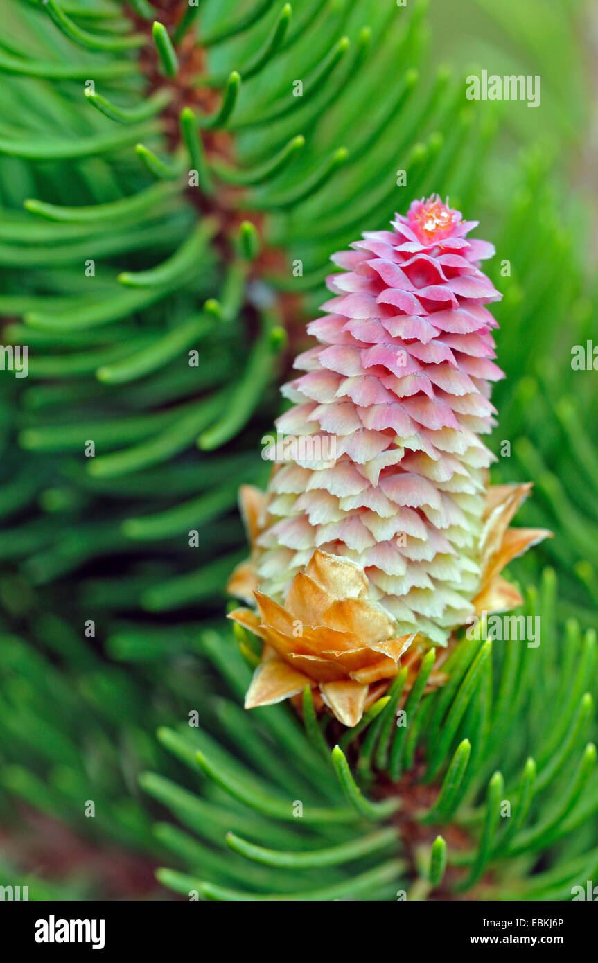 spruce (Picea abies 'Virgata', Picea abies Virgata), blooming cone, Germany Stock Photo