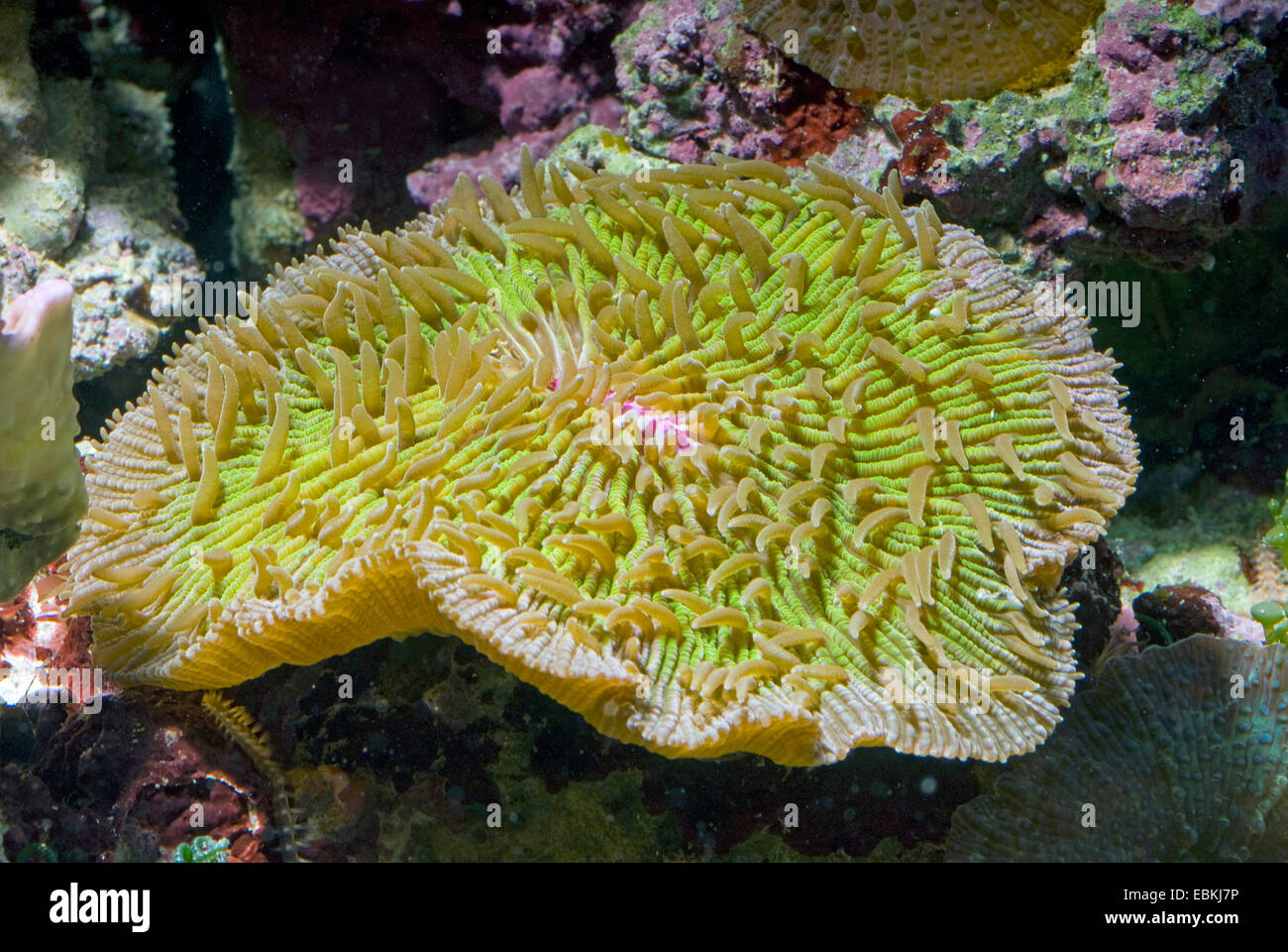 Oval Mushroom Coral (Fungia repanda), side view Stock Photo