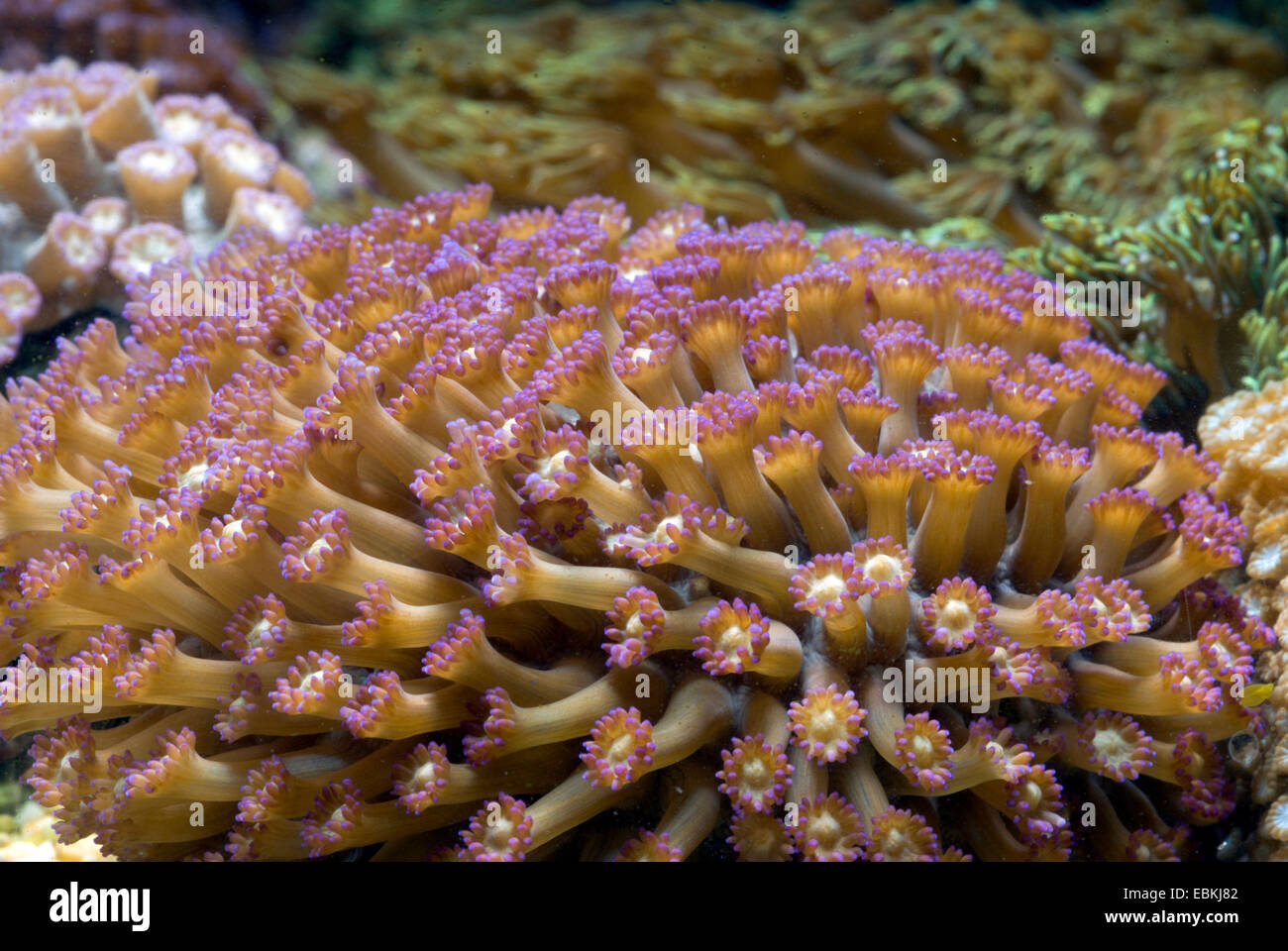 Flower Pot coral (Goniopora spec.), macro shot Stock Photo