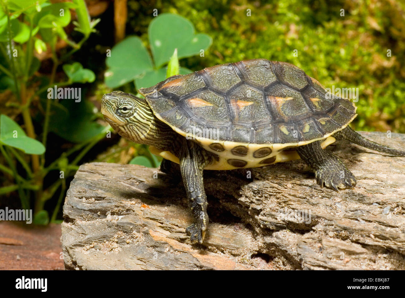 Chinese stripe-necked turtle, Chinese striped-neck turtle (Ocadia sinensis), lying on a tree trunk Stock Photo