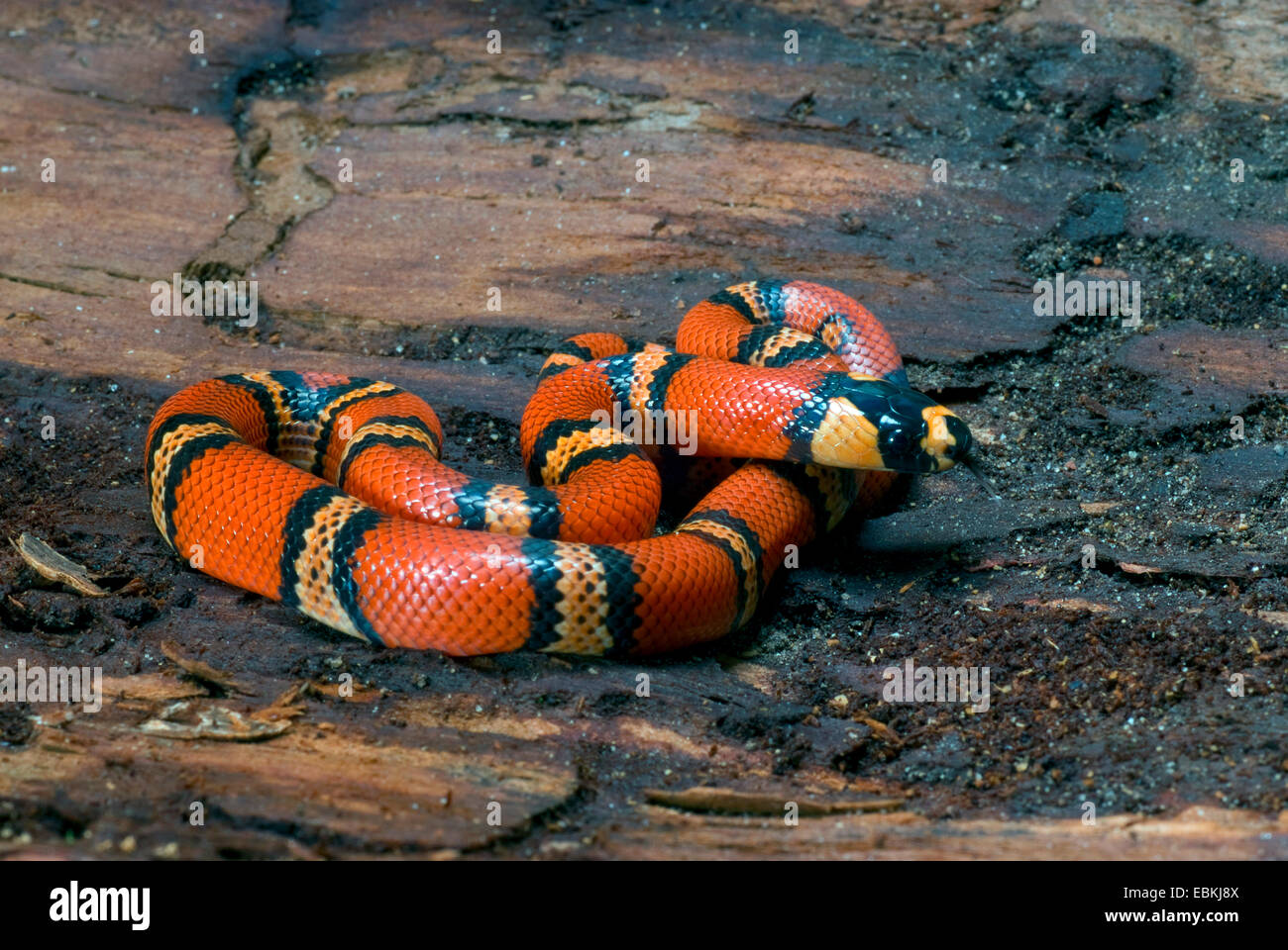 Honduran Milk Snake (Lampropeltis triangulum hondurensis,), lying on a rock Stock Photo