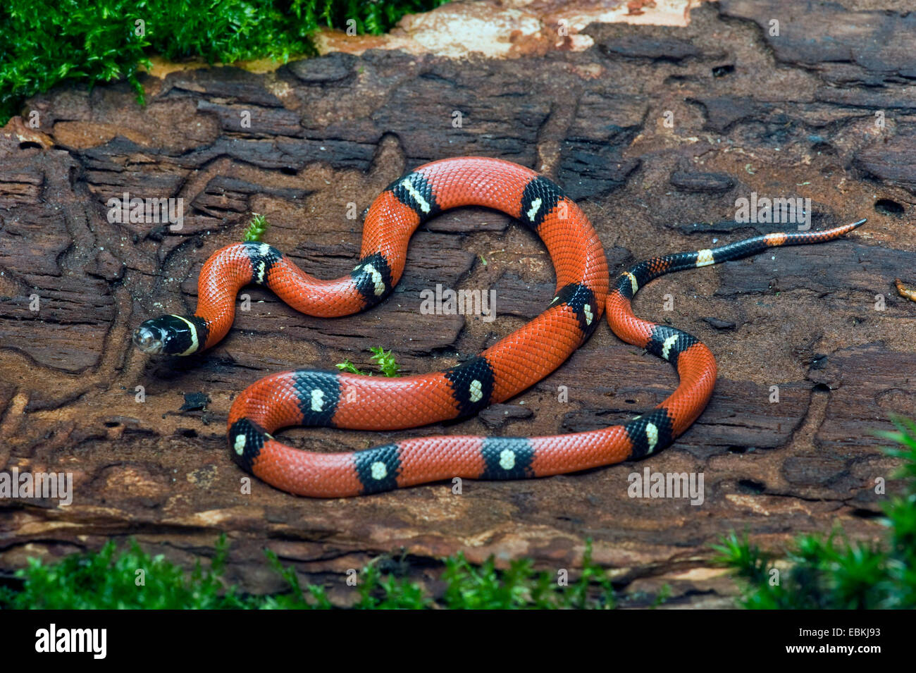 Sinaloan Milk snake (Lampropeltis triangulum sinaloae), lying on a tree trunk Stock Photo