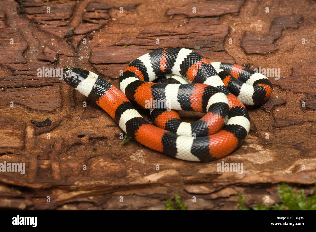 Pueblan Milk Snake (Lampropeltis triangulus campbelli), lying on a tree trunk Stock Photo
