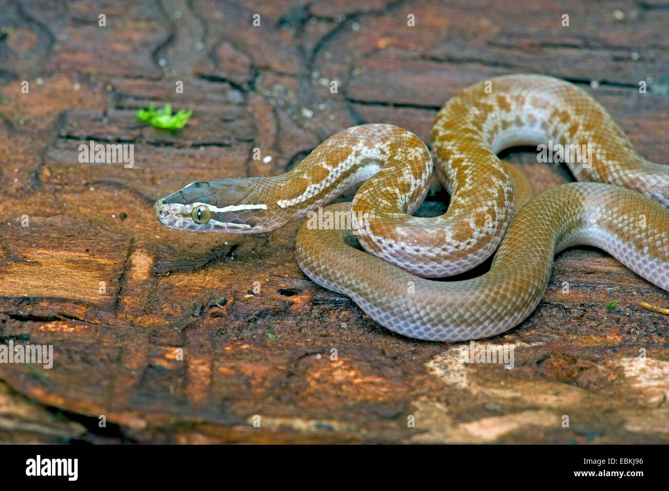 Common house snake, Common brown house snake (Boaedon fuliginosus, Lamprophis fuliginosus), lying on a tree trunk Stock Photo
