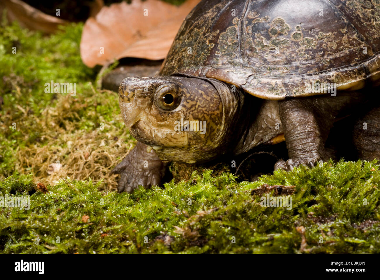 Mud turtle, common mud turtle, Eastern mud turtle (Kinosternon