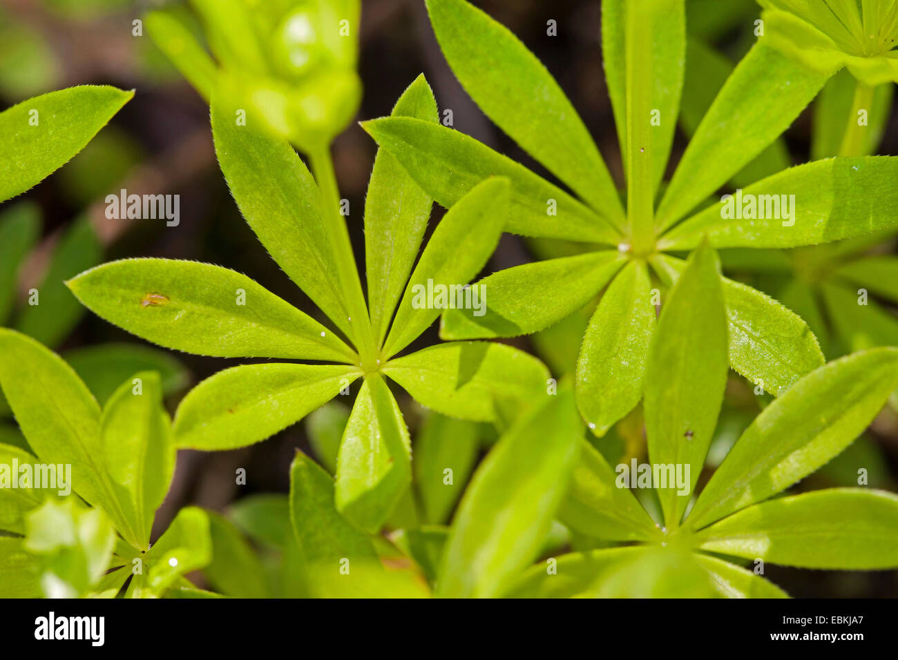 sweet woodruff (Galium odoratum), leaves, Germany Stock Photo Alamy