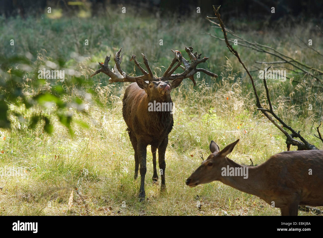 red deer (Cervus elaphus), rutting stag with hind, Germany Stock Photo