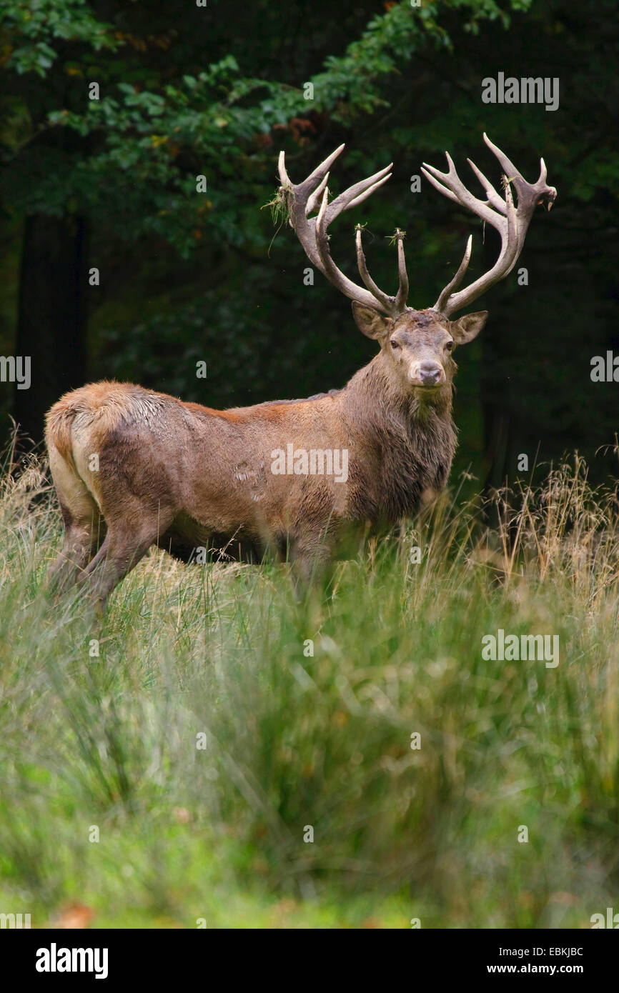 red deer (Cervus elaphus), rutting stag in a meadow at a forest edge, Germany Stock Photo