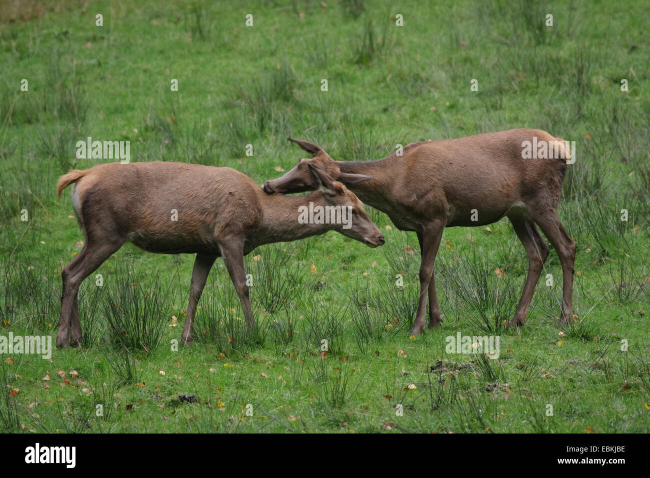 red deer (Cervus elaphus), two hinds, Germany Stock Photo