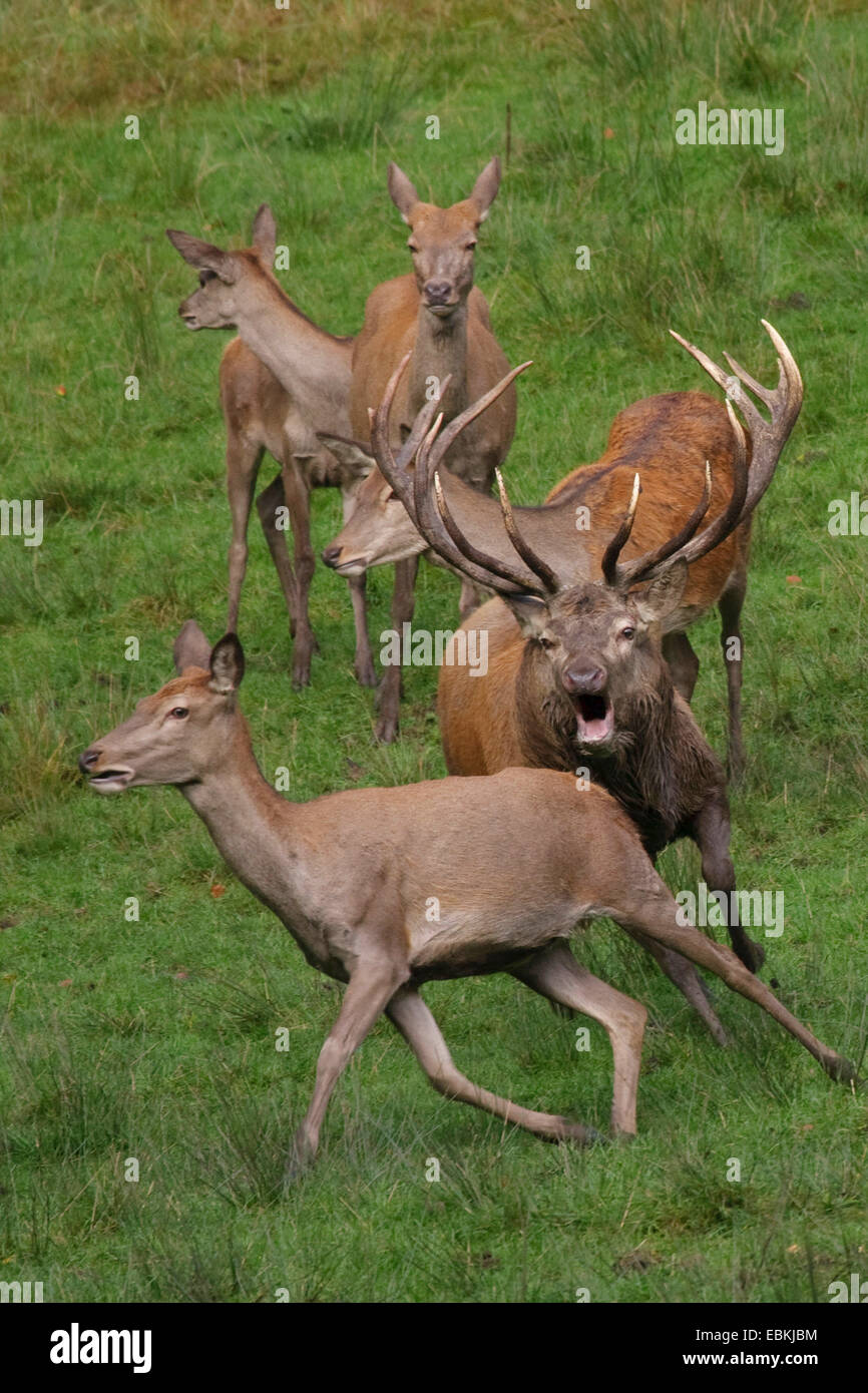 red deer (Cervus elaphus), old bull willing to mate following a hind, Germany Stock Photo