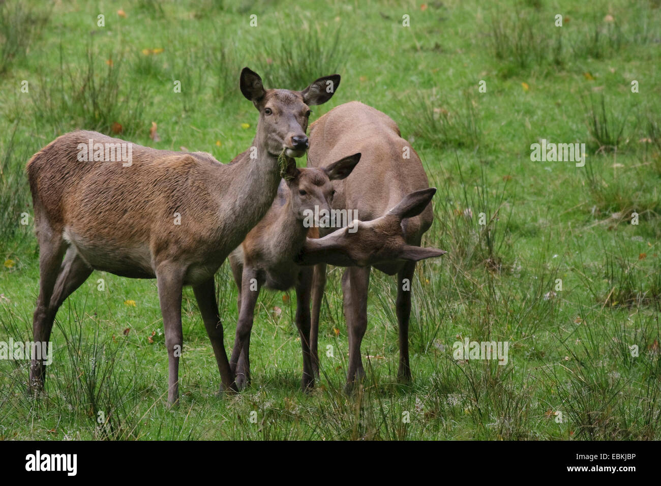 red deer (Cervus elaphus), two hinds with a calf, Germany Stock Photo