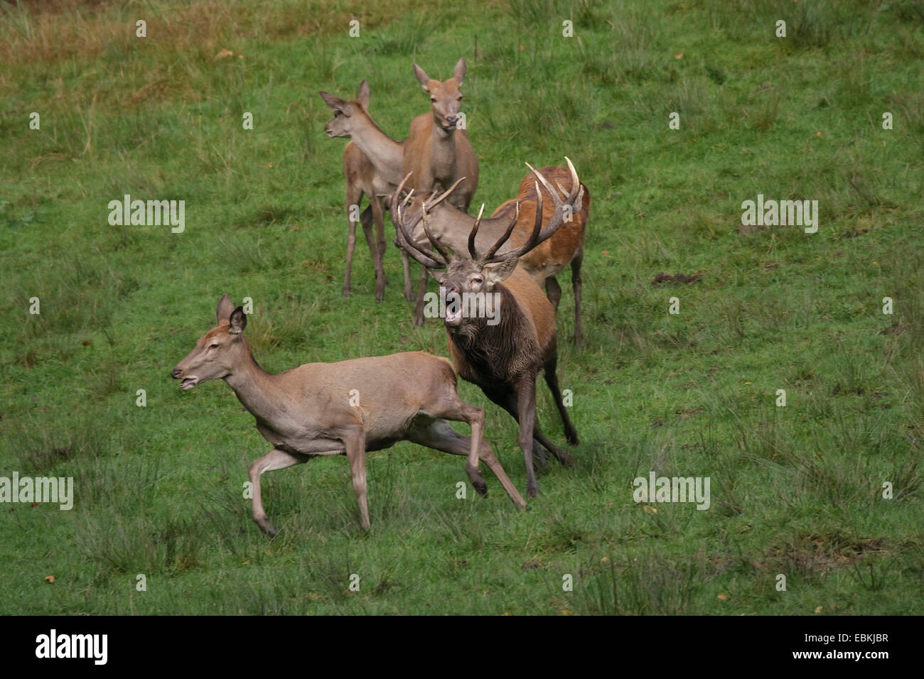 red deer (Cervus elaphus), old bull willing to mate following a hind, Germany Stock Photo