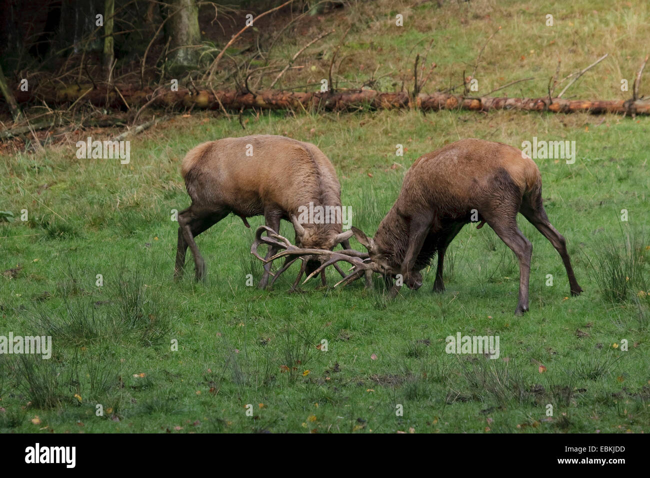 red deer (Cervus elaphus), two bulls in a rutting fight, Germany Stock Photo