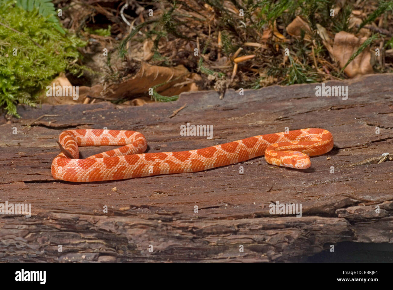 corn snake (Elaphe guttata, Pantherophis guttatus), breed Albino Stock Photo