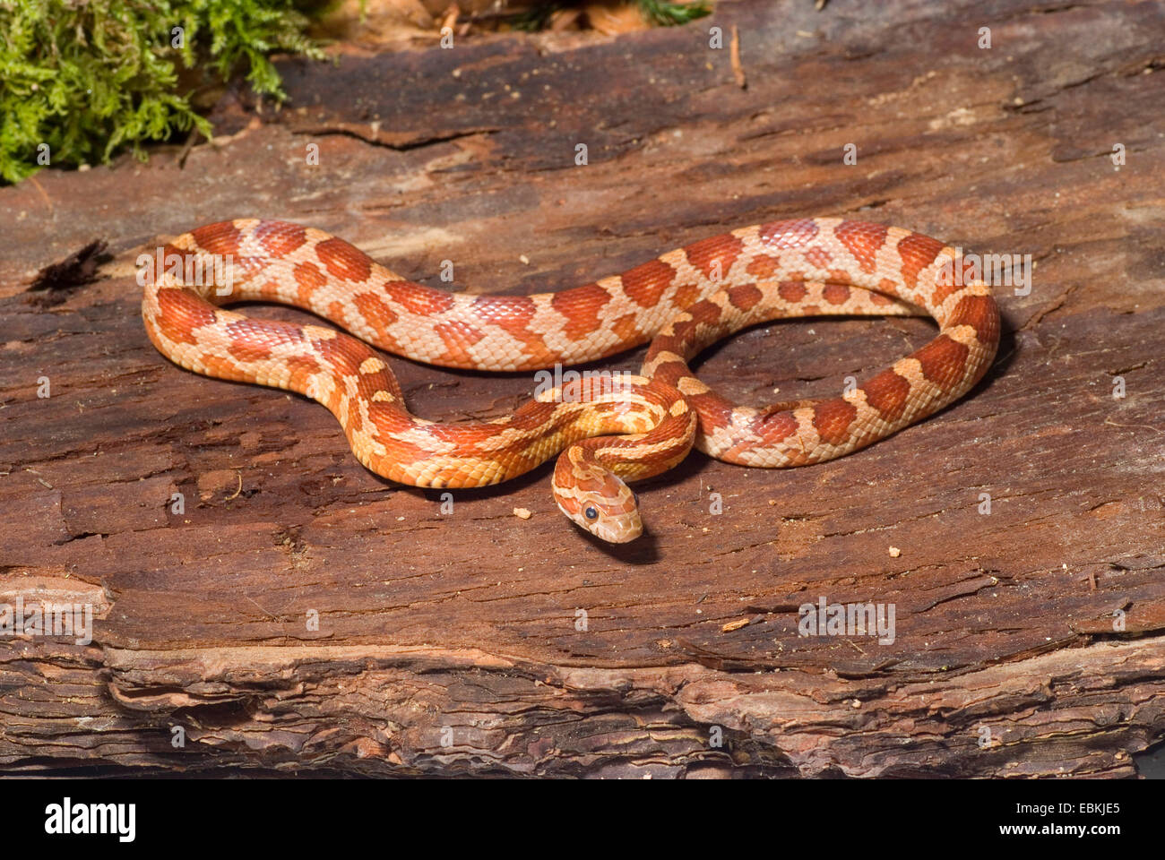 corn snake (Elaphe guttata, Pantherophis guttatus), breed Moteley Stock Photo