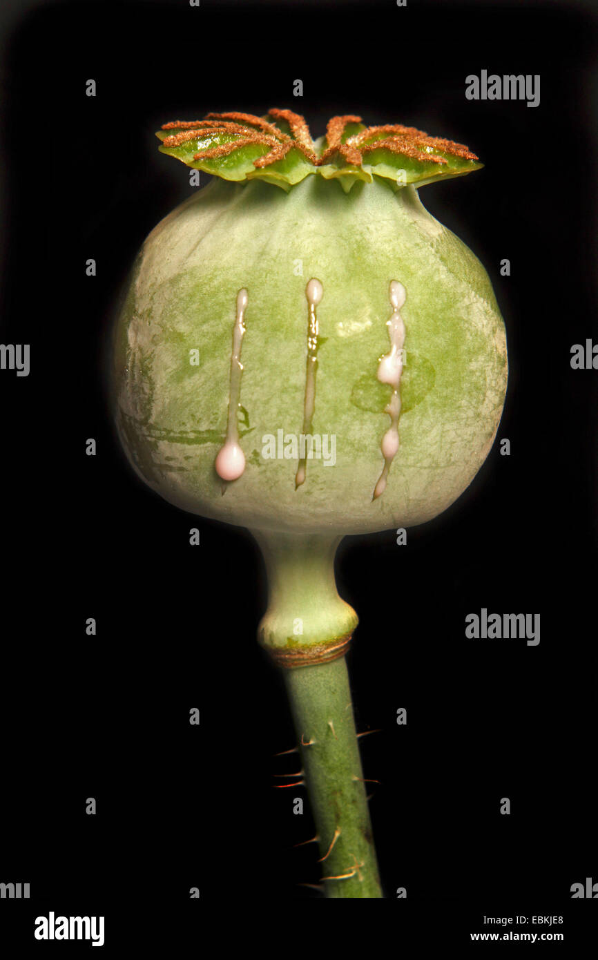 opium poppy (Papaver somniferum), capsule with latex, opium Stock Photo