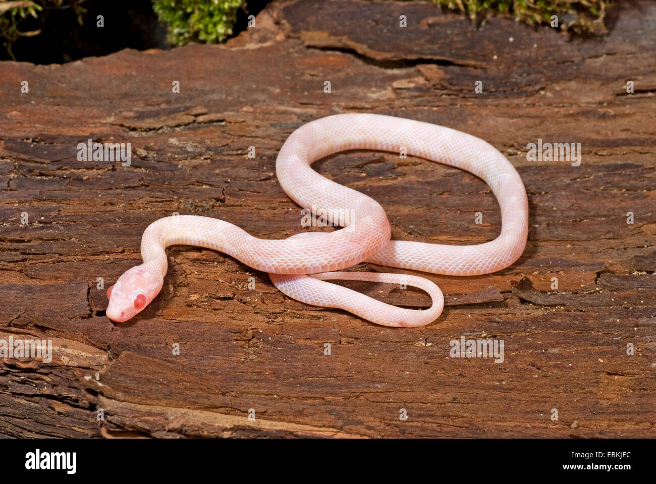 corn snake (Elaphe guttata, Pantherophis guttatus), breed Snow Stock Photo