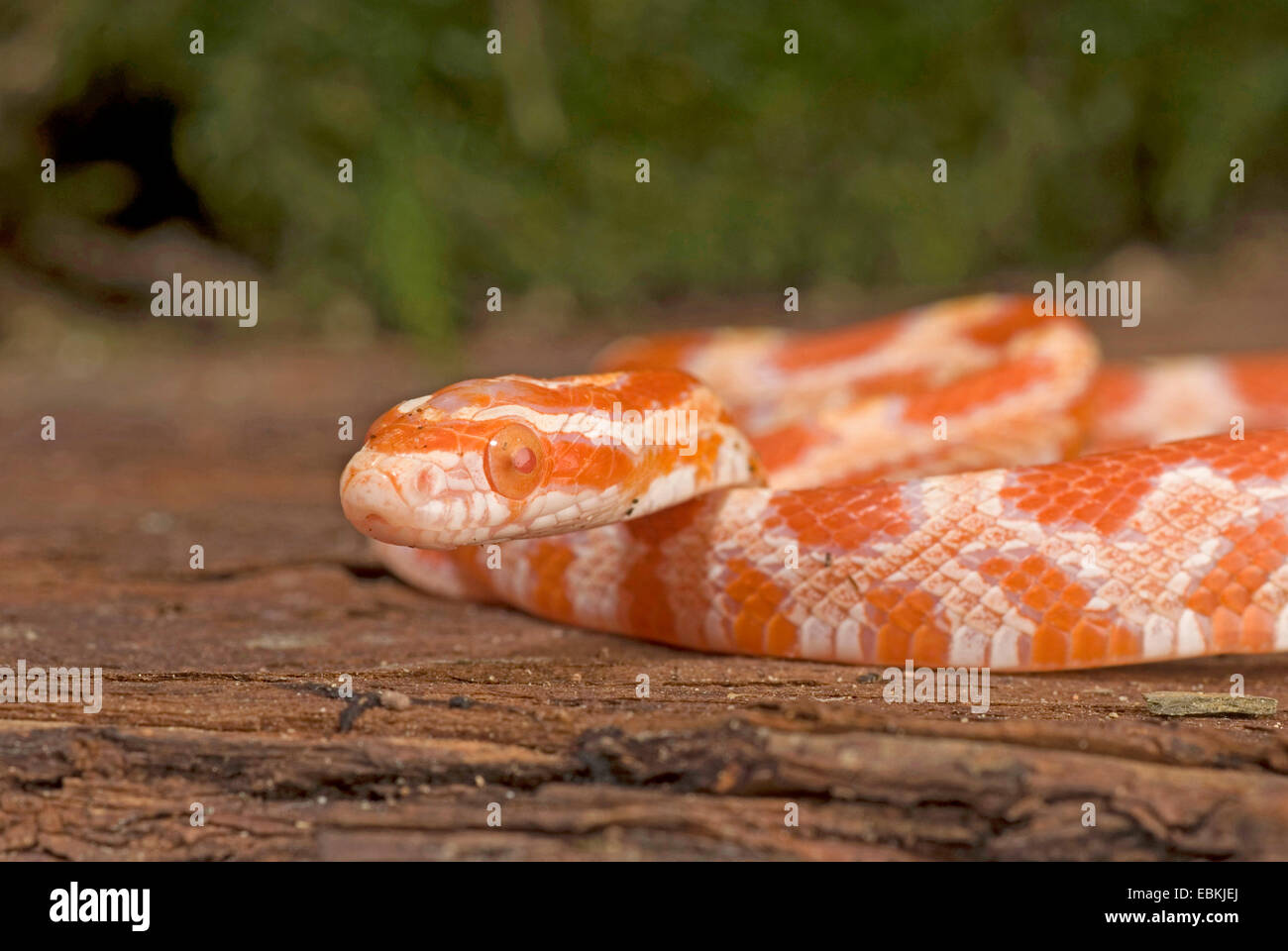 corn snake (Elaphe guttata, Pantherophis guttatus), breed Albino, portrait Stock Photo