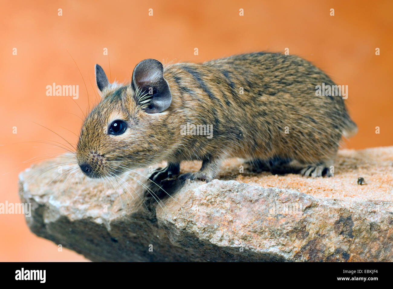 South american degu hi-res stock photography and images - Alamy