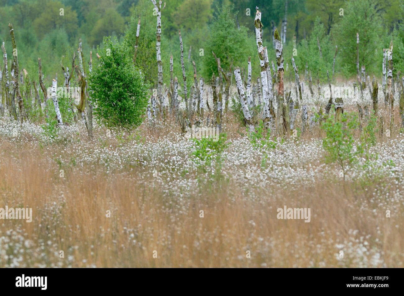 cotton-grass (Eriophorum spec.), moor land with fruiting cotton-grass, Germany Stock Photo