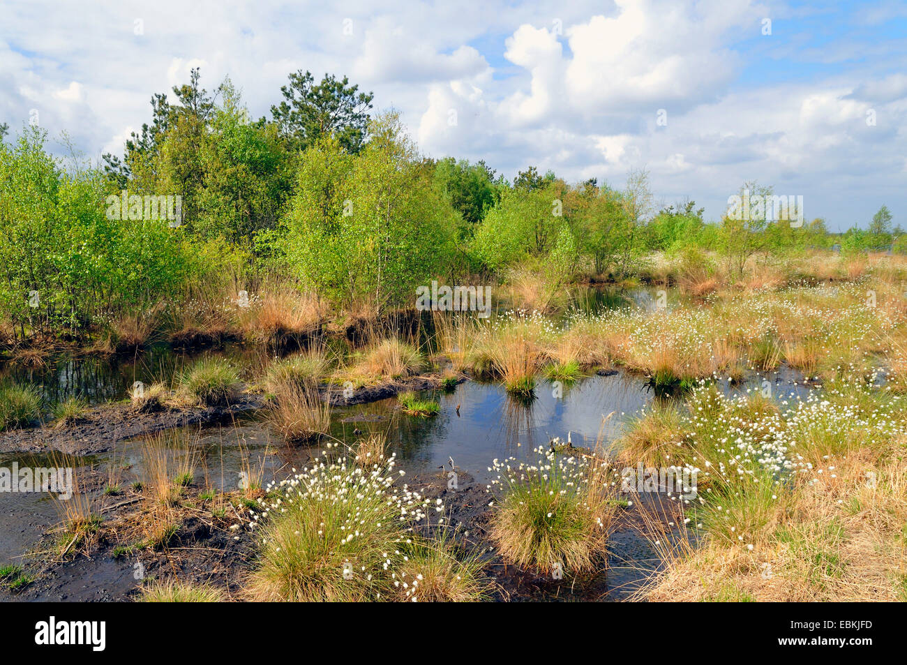 cotton-grass (Eriophorum spec.), moor lake with fruiting cotton-grass, Germany Stock Photo