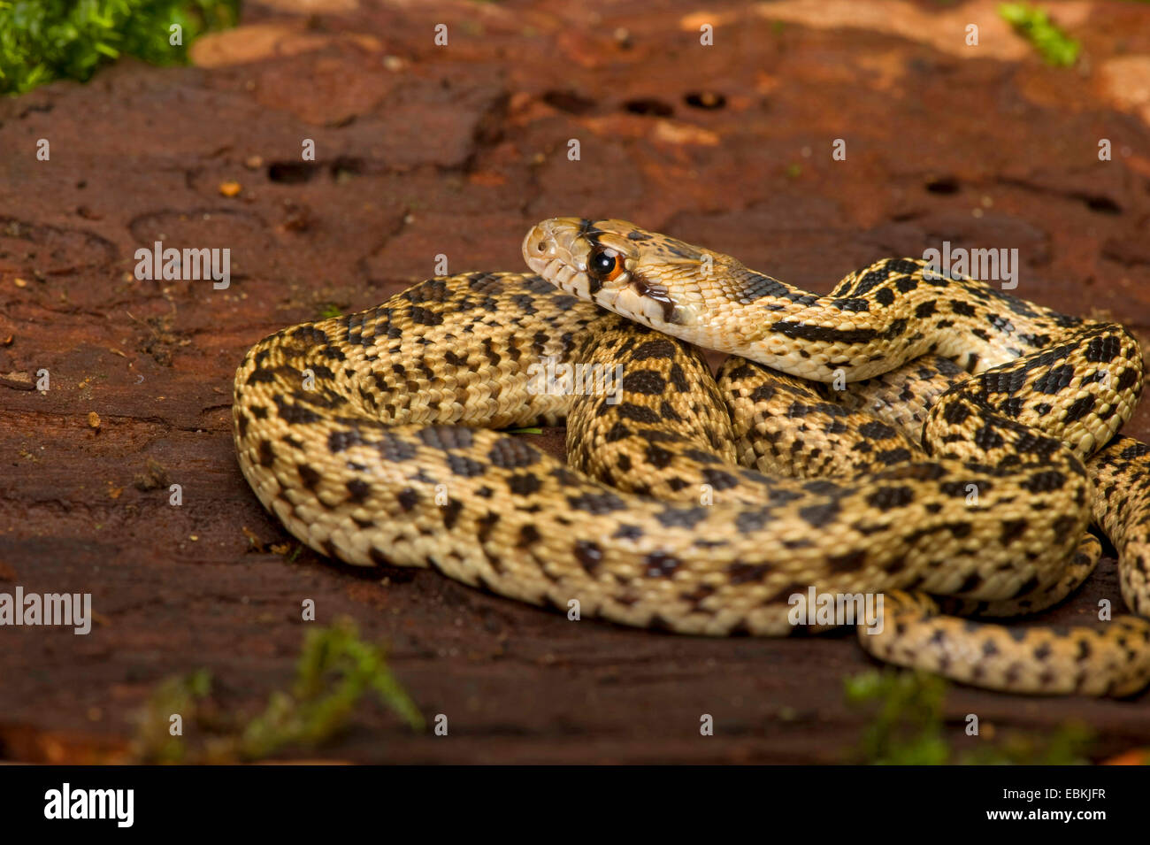 Pacifik Gopher snake (Pituophis catenifer catenifer), lying coiled up on a tree snag Stock Photo