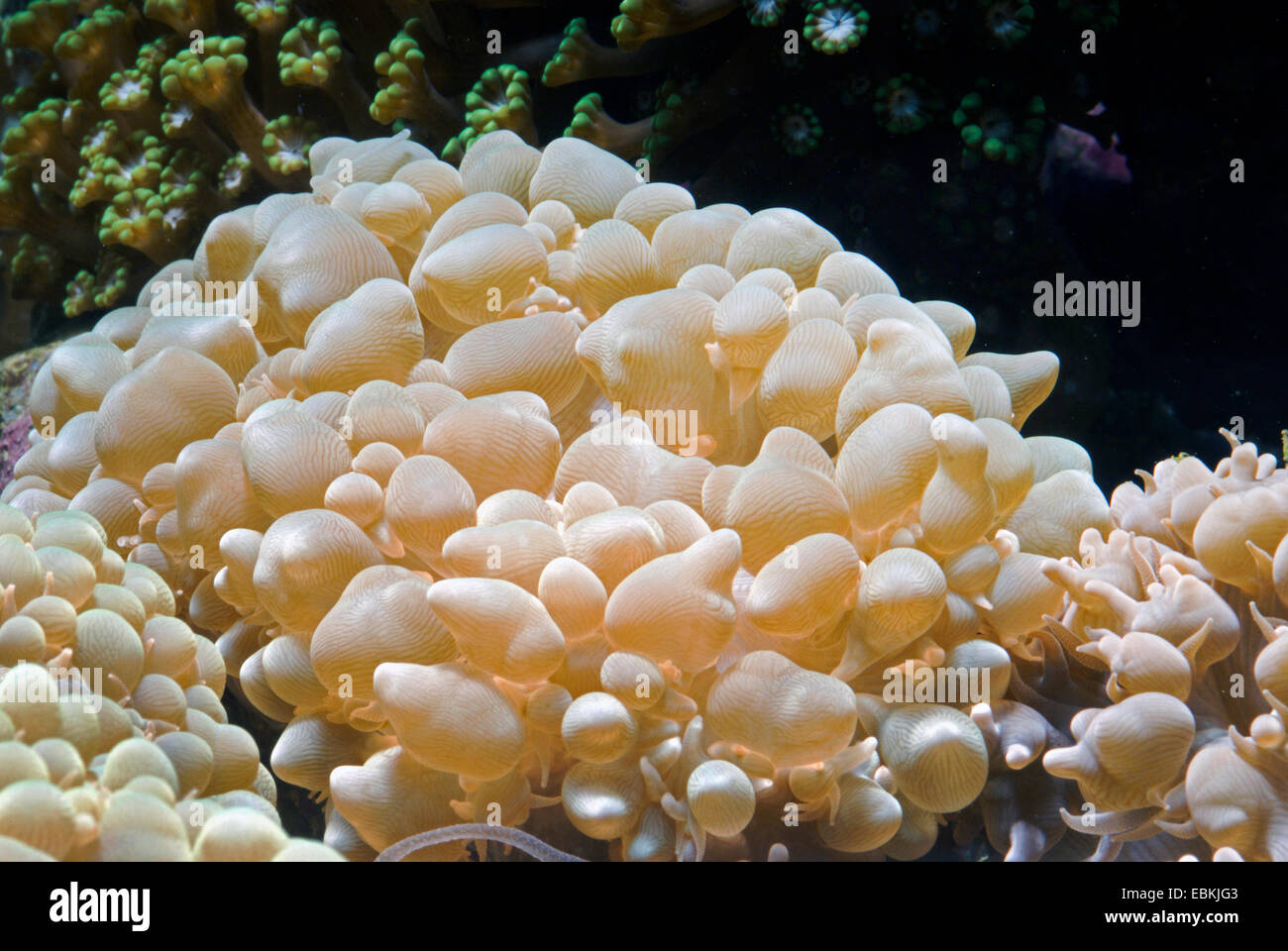 Pearl bubble coral  (Physogyra lichtensteini), lateral view Stock Photo
