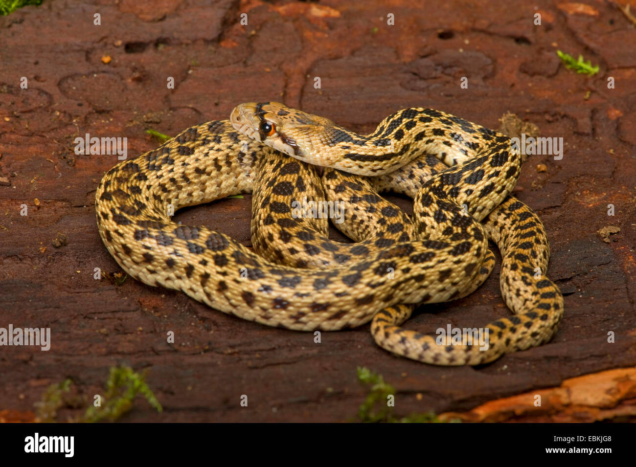 Pacifik Gopher snake (Pituophis catenifer catenifer), lying coiled up on a tree snag Stock Photo