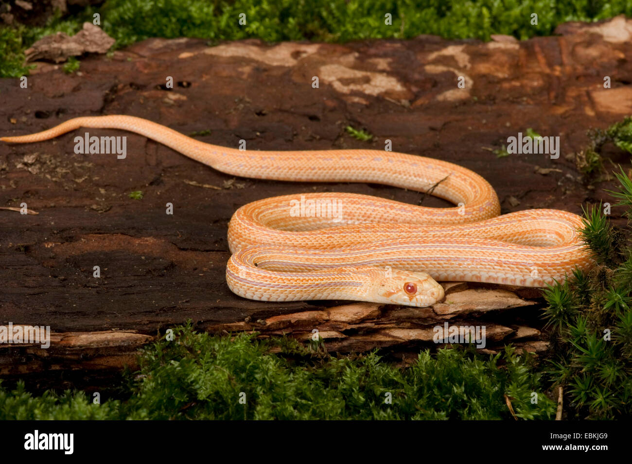Pacifik Gopher snake (Pituophis catenifer catenifer), albino, lying coiled up on a tree snag Stock Photo